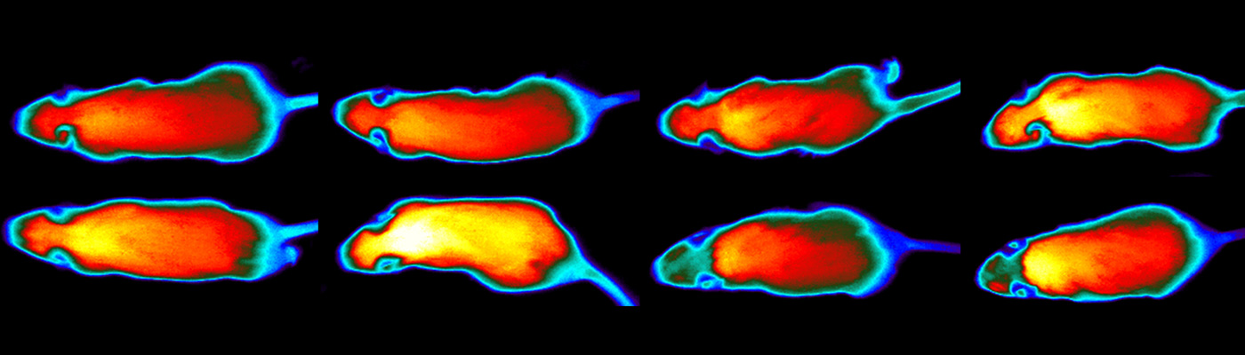 Image: Mice
