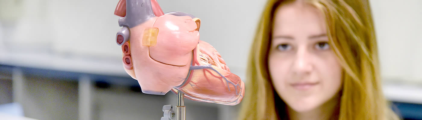 Student studying model heart